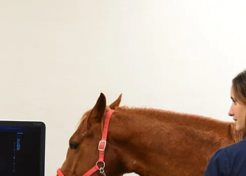 Praktikum für Studierende der Tiermedizin – Aus Liebe zum Pferd und Leidenschaft zur Medizin! Praktikum für Studierende der Tiermedizin – Aus Liebe zum Pferd und Leidenschaft zur Medizin!