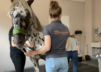 Praktikum für Studierende der Tiermedizin – Aus Liebe zum Pferd und Leidenschaft zur Medizin!