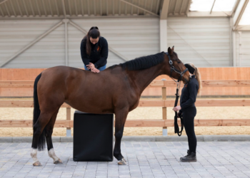 Chance für Tierarzt /m/w/d) mit Schwerpunkt Orthopädie, Chiropraktik, Osteophatie