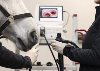 Internistik begeistert dich? Dann komm in unser Team als Tierarzt (m/w/d) für Innere Medizin